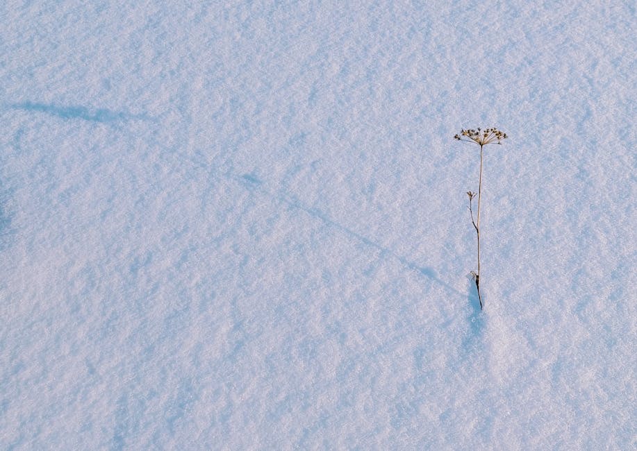 Common Ingredients Used in Digestive Bitters