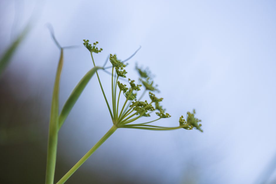 Fennel Tea: Bloating and Gas Relief