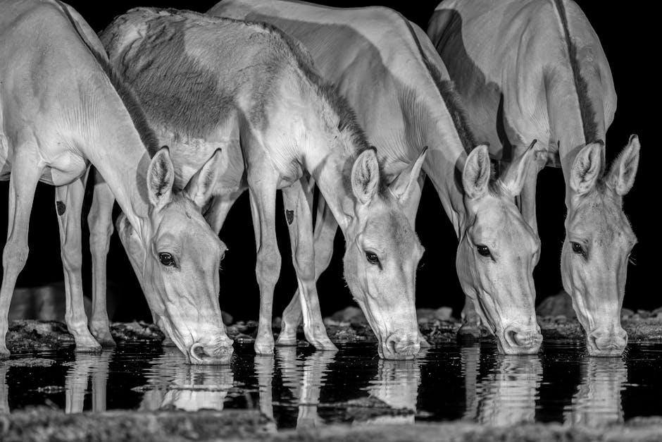 Reintroduction Phase: Identifying Triggers