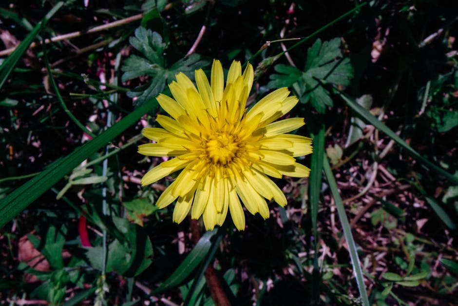 Dandelion: A Detoxifying Herb for Digestive Relief