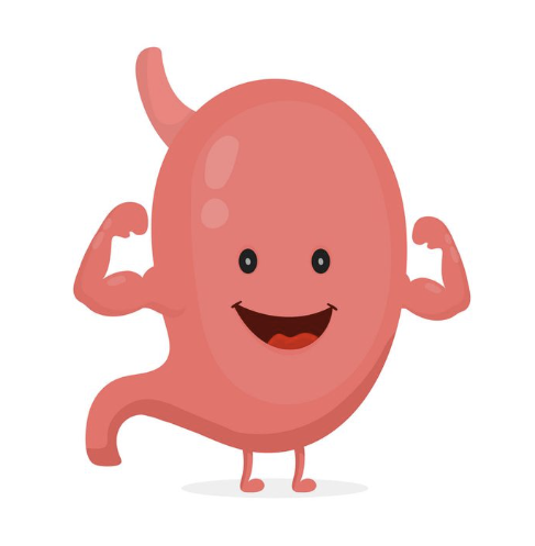 General Stomach Health