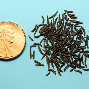 100 Kala Jeera IMPERIAL BLACK CUMIN Spice Plant Bunium Persicum Herb Seeds