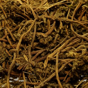 Bhui Amla or Chanca Piedra