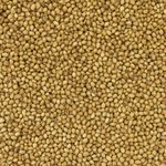 Coriander Seed Whole