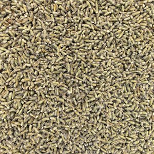 Lavender Flower Super Blue