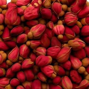 Red Rose Buds & Petals